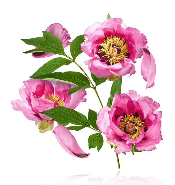 Güzel Pembe Suffruticosa Ağacı Şakayığı beyaz arka planda izole bir şekilde gökyüzüne düşüyor. Yüksek çözünürlük, sıfır yerçekimi veya yükselme kavramı.