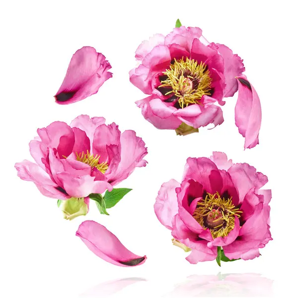 Güzel Pembe Suffruticosa Ağacı Şakayığı beyaz arka planda izole bir şekilde gökyüzüne düşüyor. Yüksek çözünürlük, sıfır yerçekimi veya yükselme kavramı.