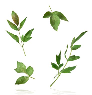 Ağaç Şakayığı 'nın güzel yaprakları beyaz arka planda izole bir şekilde gökyüzüne düşüyor. Yüksek çözünürlük, sıfır yerçekimi veya yükselme kavramı.