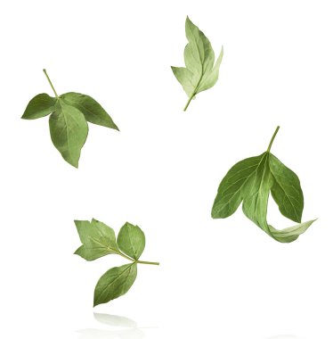 Ağaç Şakayığı 'nın güzel yaprakları beyaz arka planda izole bir şekilde gökyüzüne düşüyor. Yüksek çözünürlük, sıfır yerçekimi veya yükselme kavramı.