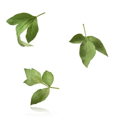 Ağaç Şakayığı 'nın güzel yaprakları beyaz arka planda izole bir şekilde gökyüzüne düşüyor. Yüksek çözünürlük, sıfır yerçekimi veya yükselme kavramı.