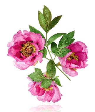 Güzel Pembe Suffruticosa Ağacı Şakayığı beyaz arka planda izole bir şekilde gökyüzüne düşüyor. Yüksek çözünürlük, sıfır yerçekimi veya yükselme kavramı.