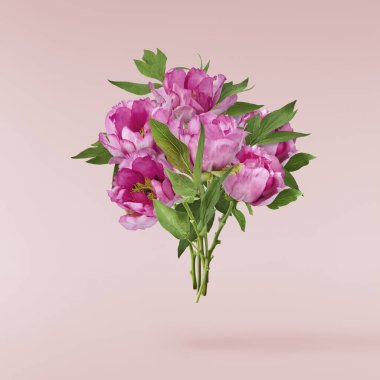 Güzel pembe Suffruticosa Ağacı Şakayığı pembe arka planda izole bir şekilde gökyüzüne düşüyor. Yüksek çözünürlük, sıfır yerçekimi veya yükselme kavramı.