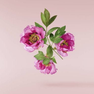 Güzel pembe Suffruticosa Ağacı Şakayığı pembe arka planda izole bir şekilde gökyüzüne düşüyor. Yüksek çözünürlük, sıfır yerçekimi veya yükselme kavramı.