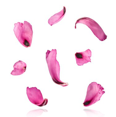 Güzel Pembe Suffruticosa Ağacı Yaprağı beyaz arka planda izole bir şekilde gökyüzüne düşüyor. Yüksek çözünürlük, sıfır yerçekimi veya yükselme kavramı.