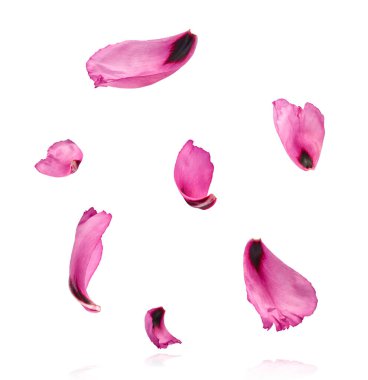 Güzel Pembe Suffruticosa Ağacı Yaprağı beyaz arka planda izole bir şekilde gökyüzüne düşüyor. Yüksek çözünürlük, sıfır yerçekimi veya yükselme kavramı.