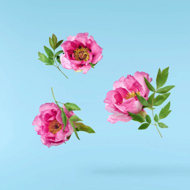 Güzel Pembe Suffruticosa Ağacı Şakayığı mavi arka planda izole bir şekilde gökyüzüne düşüyor. Yüksek çözünürlük, sıfır yerçekimi veya yükselme kavramı.