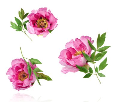 Güzel Pembe Suffruticosa Ağacı Şakayığı beyaz arka planda izole bir şekilde gökyüzüne düşüyor. Yüksek çözünürlük, sıfır yerçekimi veya yükselme kavramı.