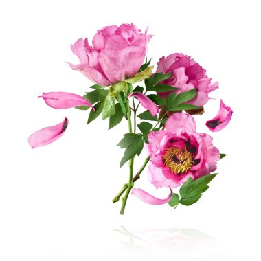 Güzel Pembe Suffruticosa Ağacı Şakayığı beyaz arka planda izole bir şekilde gökyüzüne düşüyor. Yüksek çözünürlük, sıfır yerçekimi veya yükselme kavramı.