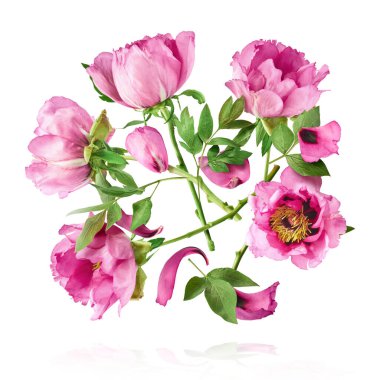 Güzel Pembe Suffruticosa Ağacı Şakayığı beyaz arka planda izole bir şekilde gökyüzüne düşüyor. Yüksek çözünürlük, sıfır yerçekimi veya yükselme kavramı.