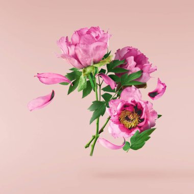 Güzel pembe Suffruticosa Ağacı Şakayığı pembe arka planda izole bir şekilde gökyüzüne düşüyor. Yüksek çözünürlük, sıfır yerçekimi veya yükselme kavramı.