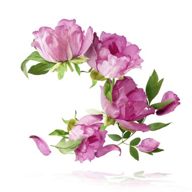 Güzel Pembe Suffruticosa Ağacı Şakayığı beyaz arka planda izole bir şekilde gökyüzüne düşüyor. Yüksek çözünürlük, sıfır yerçekimi veya yükselme kavramı.