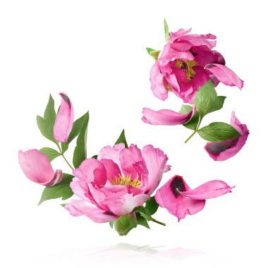 Güzel Pembe Suffruticosa Ağacı Şakayığı beyaz arka planda izole bir şekilde gökyüzüne düşüyor. Yüksek çözünürlük, sıfır yerçekimi veya yükselme kavramı.