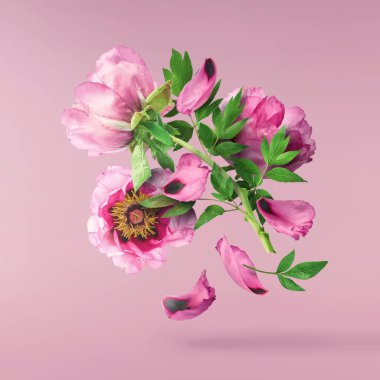 Güzel pembe Suffruticosa Ağacı Şakayığı pembe arka planda izole bir şekilde gökyüzüne düşüyor. Yüksek çözünürlük, sıfır yerçekimi veya yükselme kavramı.