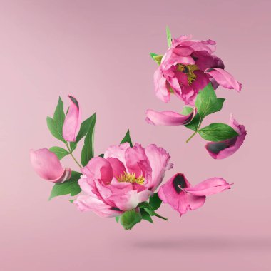 Güzel pembe Suffruticosa Ağacı Şakayığı pembe arka planda izole bir şekilde gökyüzüne düşüyor. Yüksek çözünürlük, sıfır yerçekimi veya yükselme kavramı.