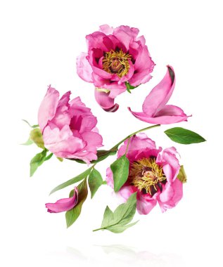 Güzel Pembe Suffruticosa Ağacı Şakayığı beyaz arka planda izole bir şekilde gökyüzüne düşüyor. Yüksek çözünürlük, sıfır yerçekimi veya yükselme kavramı.