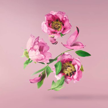 Güzel pembe Suffruticosa Ağacı Şakayığı pembe arka planda izole bir şekilde gökyüzüne düşüyor. Yüksek çözünürlük, sıfır yerçekimi veya yükselme kavramı.