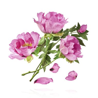 Güzel Pembe Suffruticosa Ağacı Şakayığı beyaz arka planda izole bir şekilde gökyüzüne düşüyor. Yüksek çözünürlük, sıfır yerçekimi veya yükselme kavramı.