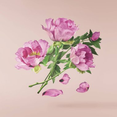 Güzel pembe Suffruticosa Ağacı Şakayığı pembe arka planda izole bir şekilde gökyüzüne düşüyor. Yüksek çözünürlük, sıfır yerçekimi veya yükselme kavramı.