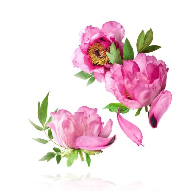 Güzel Pembe Suffruticosa Ağacı Şakayığı beyaz arka planda izole bir şekilde gökyüzüne düşüyor. Yüksek çözünürlük, sıfır yerçekimi veya yükselme kavramı.