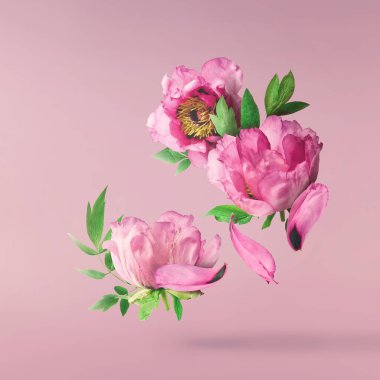 Güzel pembe Suffruticosa Ağacı Şakayığı pembe arka planda izole bir şekilde gökyüzüne düşüyor. Yüksek çözünürlük, sıfır yerçekimi veya yükselme kavramı.