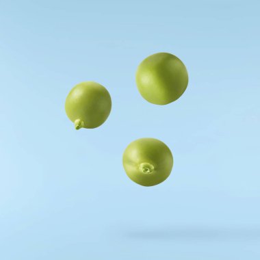 Taze çiğ bezelyeler mavi arka planda izole bir şekilde havaya düşüyorlar. Gıda havalanması veya sıfır yerçekimi kavramı