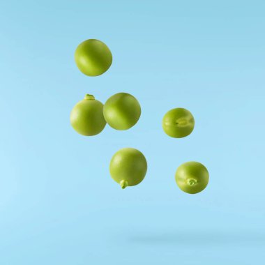 Taze çiğ bezelyeler mavi arka planda izole bir şekilde havaya düşüyorlar. Gıda havalanması veya sıfır yerçekimi kavramı