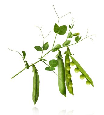 Taze taze taze taze taze bezelye kabukları beyaz arka planda izole bir şekilde havaya düşüyor. Gıda havalanması veya sıfır yerçekimi kavramı