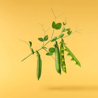 Taze taze taze taze taze bezelye kabukları sarı arka planda izole bir şekilde havaya düşüyor. Gıda havalanması veya sıfır yerçekimi kavramı