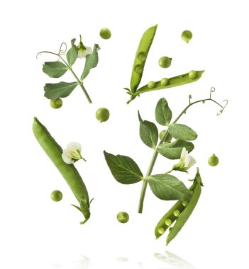 Taze taze taze taze taze bezelye kabukları beyaz arka planda izole bir şekilde havaya düşüyor. Gıda havalanması veya sıfır yerçekimi kavramı