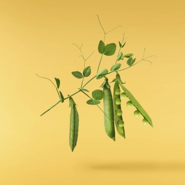 Taze taze taze taze taze bezelye kabukları sarı arka planda izole bir şekilde havaya düşüyor. Gıda havalanması veya sıfır yerçekimi kavramı