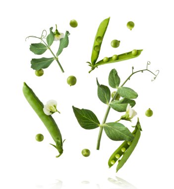 Taze taze taze taze taze bezelye kabukları beyaz arka planda izole bir şekilde havaya düşüyor. Gıda havalanması veya sıfır yerçekimi kavramı