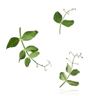 Yeşil bezelyelerin taze yaprakları beyaz arka planda izole bir şekilde havaya düşüyor. Gıda havalanması veya sıfır yerçekimi kavramı