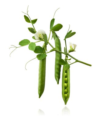 Taze taze taze taze taze bezelye kabukları beyaz arka planda izole bir şekilde havaya düşüyor. Gıda havalanması veya sıfır yerçekimi kavramı