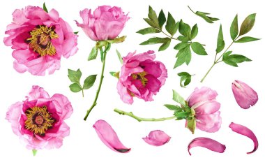 Yaratıcı set, Güzel Pembe Suffruticosa Ağacı Şakayığı 'nın beyaz arka planda izole bir şekilde havaya düştüğü koleksiyon. Yüksek çözünürlük, sıfır yerçekimi veya yükselme kavramı.