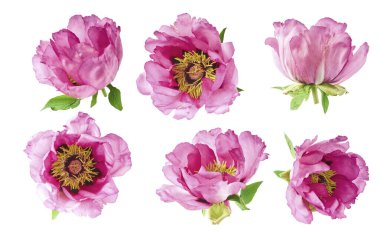 Yaratıcı set, Güzel Pembe Suffruticosa Ağacı Şakayığı 'nın beyaz arka planda izole bir şekilde havaya düştüğü koleksiyon. Yüksek çözünürlük, sıfır yerçekimi veya yükselme kavramı.