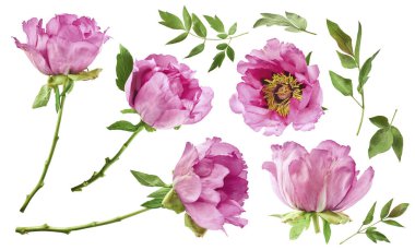 Yaratıcı set, Güzel Pembe Suffruticosa Ağacı Şakayığı 'nın beyaz arka planda izole bir şekilde havaya düştüğü koleksiyon. Yüksek çözünürlük, sıfır yerçekimi veya yükselme kavramı.