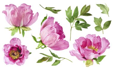 Yaratıcı set, Güzel Pembe Suffruticosa Ağacı Şakayığı 'nın beyaz arka planda izole bir şekilde havaya düştüğü koleksiyon. Yüksek çözünürlük, sıfır yerçekimi veya yükselme kavramı.