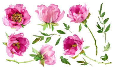 Yaratıcı set, Güzel Pembe Suffruticosa Ağacı Şakayığı 'nın beyaz arka planda izole bir şekilde havaya düştüğü koleksiyon. Yüksek çözünürlük, sıfır yerçekimi veya yükselme kavramı.