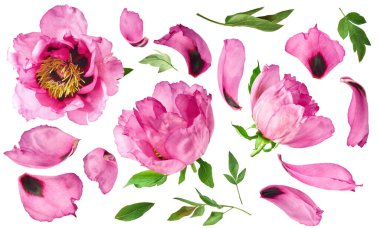 Yaratıcı set, Güzel Pembe Suffruticosa Ağacı Şakayığı 'nın beyaz arka planda izole bir şekilde havaya düştüğü koleksiyon. Yüksek çözünürlük, sıfır yerçekimi veya yükselme kavramı.