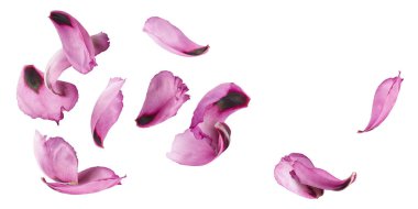 Güzel Pembe Suffruticosa Ağacı Yapraklı Yapraklı Yapraklı Yapraklar beyaz arka planda izole bir şekilde havaya düşüyor. Yüksek çözünürlük, sıfır yerçekimi veya yükselme kavramı.