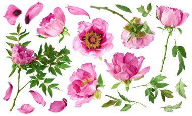 Yaratıcı set, Güzel Pembe Suffruticosa Ağacı Şakayığı 'nın beyaz arka planda izole bir şekilde havaya düştüğü koleksiyon. Yüksek çözünürlük, sıfır yerçekimi veya yükselme kavramı.