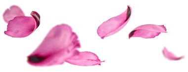 Güzel Pembe Suffruticosa Ağacı Yapraklı Yapraklı Yapraklı Yapraklar beyaz arka planda izole bir şekilde havaya düşüyor. Yüksek çözünürlük, sıfır yerçekimi veya yükselme kavramı.