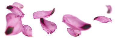 Güzel Pembe Suffruticosa Ağacı Yapraklı Yapraklı Yapraklı Yapraklar beyaz arka planda izole bir şekilde havaya düşüyor. Yüksek çözünürlük, sıfır yerçekimi veya yükselme kavramı.