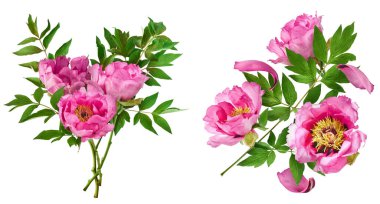 Yaratıcı set, Güzel Pembe Suffruticosa Ağacı Şakayığı 'nın beyaz arka planda izole bir şekilde havaya düştüğü koleksiyon. Yüksek çözünürlük, sıfır yerçekimi veya yükselme kavramı.