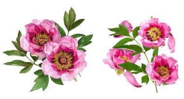 Yaratıcı set, Güzel Pembe Suffruticosa Ağacı Şakayığı 'nın beyaz arka planda izole bir şekilde havaya düştüğü koleksiyon. Yüksek çözünürlük, sıfır yerçekimi veya yükselme kavramı.