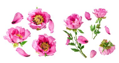 Yaratıcı set, Güzel Pembe Suffruticosa Ağacı Şakayığı 'nın beyaz arka planda izole bir şekilde havaya düştüğü koleksiyon. Yüksek çözünürlük, sıfır yerçekimi veya yükselme kavramı.