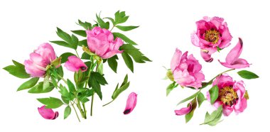 Yaratıcı set, Güzel Pembe Suffruticosa Ağacı Şakayığı 'nın beyaz arka planda izole bir şekilde havaya düştüğü koleksiyon. Yüksek çözünürlük, sıfır yerçekimi veya yükselme kavramı.