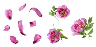 Yaratıcı set, Güzel Pembe Suffruticosa Ağacı Şakayığı 'nın beyaz arka planda izole bir şekilde havaya düştüğü koleksiyon. Yüksek çözünürlük, sıfır yerçekimi veya yükselme kavramı.