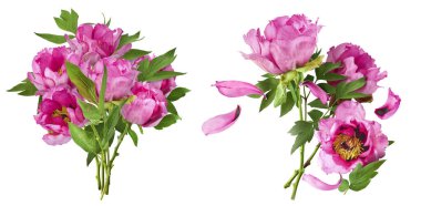 Yaratıcı set, Güzel Pembe Suffruticosa Ağacı Şakayığı 'nın beyaz arka planda izole bir şekilde havaya düştüğü koleksiyon. Yüksek çözünürlük, sıfır yerçekimi veya yükselme kavramı.